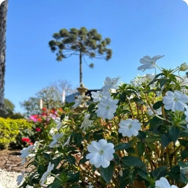 Jardim da Saudade